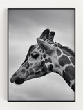 Majestic Giraffe Poster - Aubaines À GO-GO